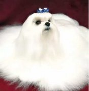 你不快樂嗎？那是因為你沒有養狗！