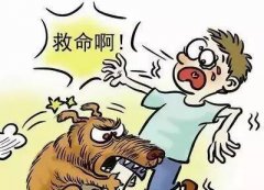 如遇惡犬咬人該怎么辦？這些知識也許能救命！