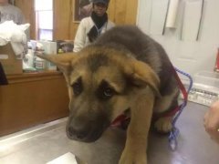 狗狗這么信任你，你怎么可以騙狗狗？！